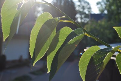 Tilia tuan var. Chinensis - lípa - listy